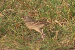 Mirafra assamica