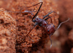 Ocymyrmex