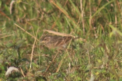 Mirafra assamica