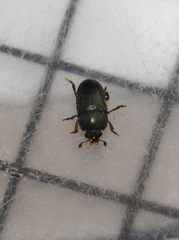 Brassicogethes aeneus