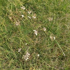 Nothoscordum gracile