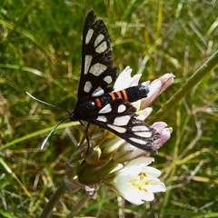 Nothoscordum gracile