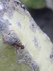 Camponotus feae