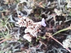Limonium suffruticosum