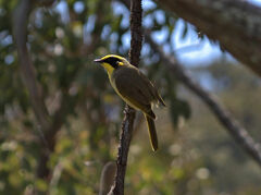 Lichenostomus melanops