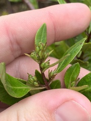 Prostanthera lasianthos