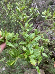 Prostanthera lasianthos