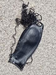 Haploblepharus pictus