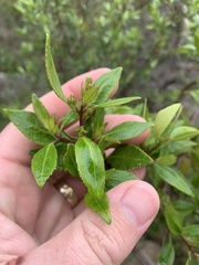 Prostanthera lasianthos