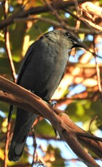 Edolisoma tenuirostre