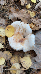 Lactarius pubescens