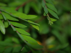 Phyllanthus myrtifolius