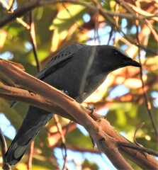 Edolisoma tenuirostre
