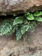 Asplenium subglandulosum