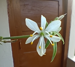 Chlorophytum
