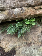 Asplenium subglandulosum