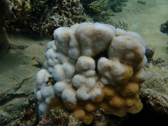 Goniastrea stelligera