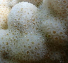 Goniastrea stelligera