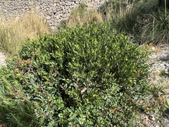 Cneorum tricoccon
