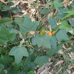 Passiflora herbertiana