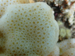 Goniastrea stelligera