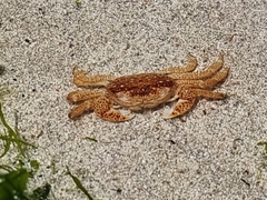Cyclograpsus punctatus