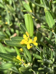 Cneorum tricoccon