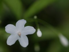 Wrightia religiosa