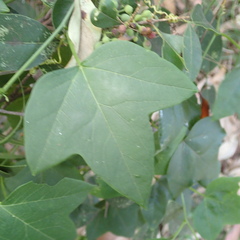 Passiflora herbertiana