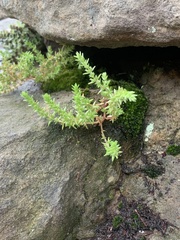 Crassula sieberiana
