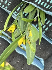Cneorum tricoccon