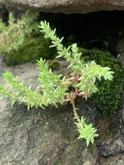 Crassula sieberiana