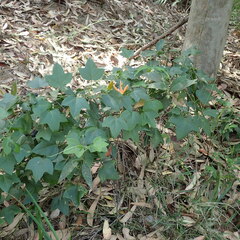 Passiflora herbertiana