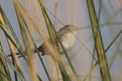 Prinia lepida