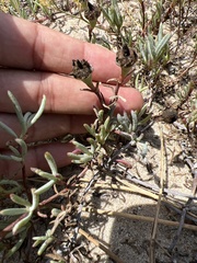 Lampranthus explanatus