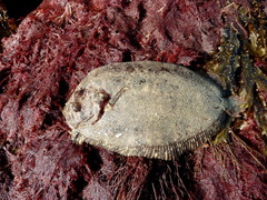 Zeugopterus punctatus