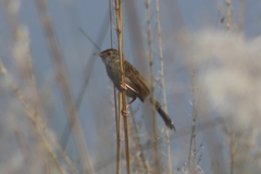 Prinia lepida