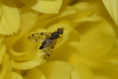 Dioxyna bidentis