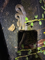 Madagascarophis colubrinus