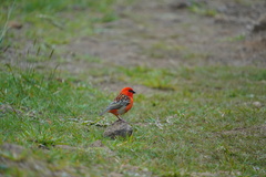 Foudia madagascariensis