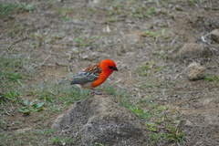 Foudia madagascariensis