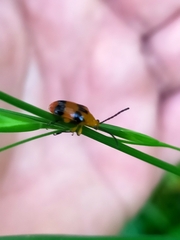 Stethopachys formosa