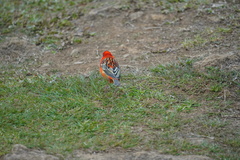 Foudia madagascariensis