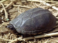 Kinosternon scorpioides