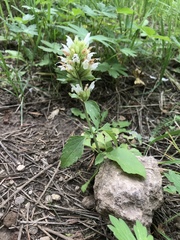Agastache pallidiflora
