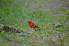 Foudia madagascariensis