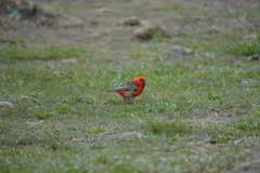 Foudia madagascariensis