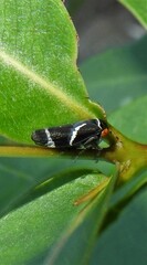 Eurymeloides bicincta