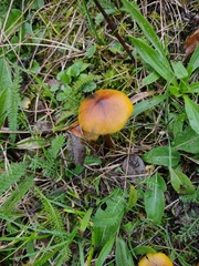 Hygrocybe conica