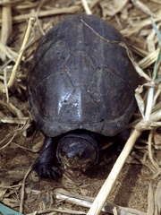 Kinosternon scorpioides